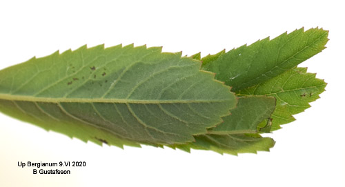 Spireabrokvecklare Celypha siderana