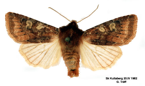 Brunrött skogsfly Cerastis leucographa