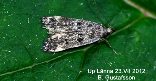 Vithuvad st�vmal Chionodes continuella