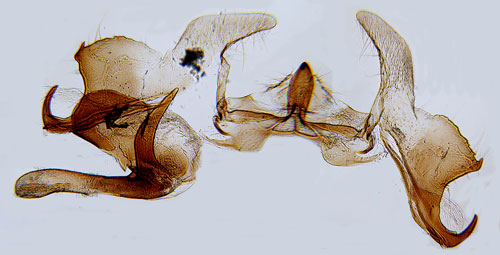 Bitterfibbleblomvecklare Cochylis hybridella