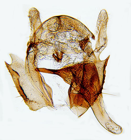 Monkeblomvecklare Cochylis pallidana