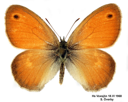 Kamgräsfjäril Coenonympha pamphilus