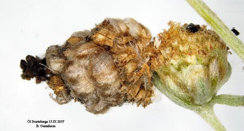 Absintsäckmal Coleophora absinthii