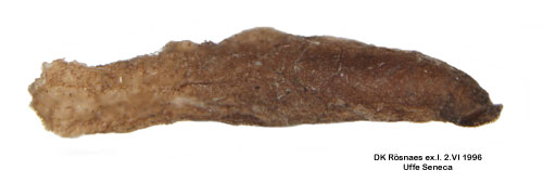 Ljuskantad slånsäckmal Coleophora adjectella