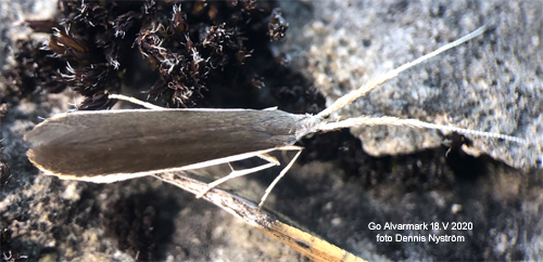 Svartvit säckmal Coleophora albella