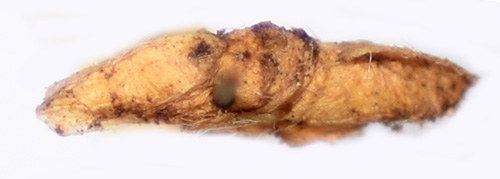 fingerörtsäckmal Coleophora albicostella