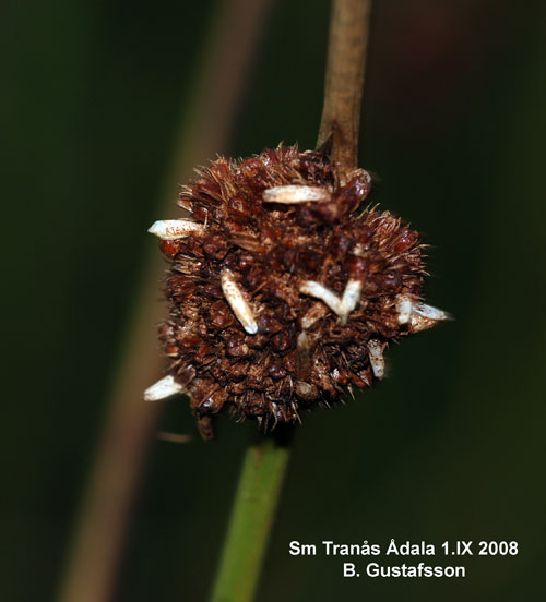 Tvillingtågsäckmal Coleophora alticolella