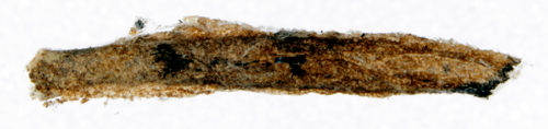 Linjerad gullrissäckmal Coleophora amellivora