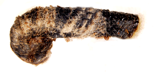 Pudrad hasselsäckmal Coleophora anatipennella