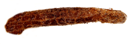 Vitkantad almsäckmal Coleophora badiipennella