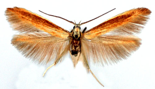Bosyskesckmal Coleophora ballotella