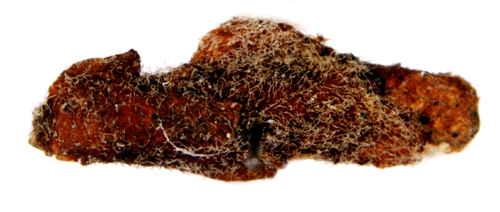 Brun alsäckmal Coleophora binderella