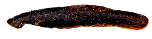 Kilstreckad klintsäckmal Coleophora conspicuella