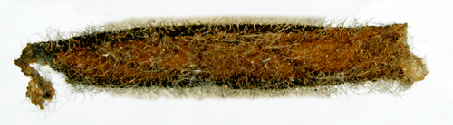 Skarplinjerad krisslesäckmal Coleophora conyzae