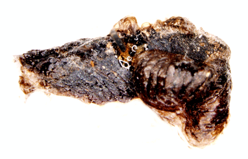Gulstreckad avenbokssäckmal Coleophora currucipennella