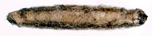 Större röllikasäckmal Coleophora expressella