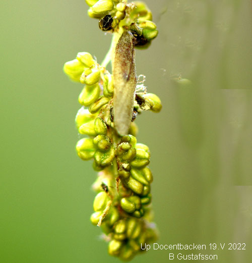 Ljuskantad eksäckmal Coleophora flavipennella