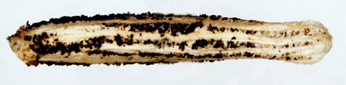 Större backglimssäckmal Coleophora galbulipennella