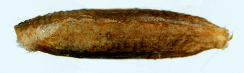 Sydlig lärcksäckmal Coleophora laricella