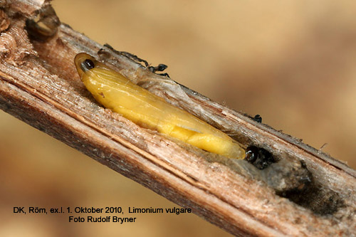 Marrispsckmal Coleophora limoniella