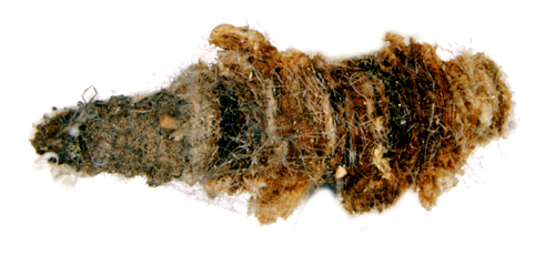 Stinksyskesäckmal Coleophora lineolea