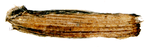 Sikelsäckmal Coleophora lixella