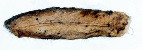 Musgr lingonsckmal Coleophora murinella