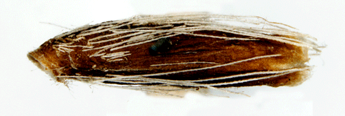 Gullrissäckmal Coleophora virgaureae