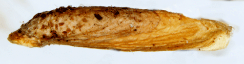 Dyster frylesäckmal Coleophora otidipennella