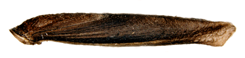 Klintgrönglanssäckmal Coleophora paripennella