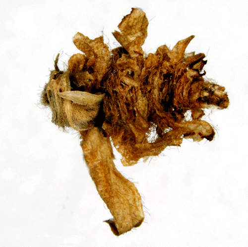 Jungfrusäckmal Coleophora parthenogenella