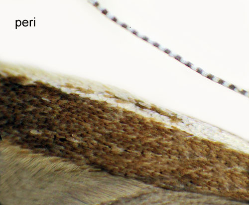 Toksäckmal Coleophora peri