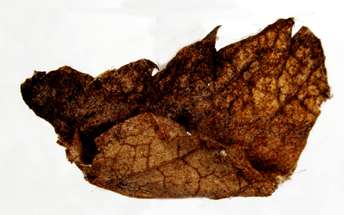 Gulgrå rönnsäckmal Coleophora siccifolia