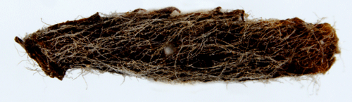 Apelsäckmal Coleophora spinella