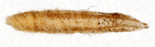 Grovfjällig malörtssäckmal Coleophora succursella