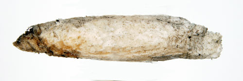 Parkfrylesckmal Coleophora sylvaticella