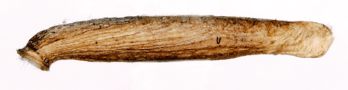 Gullinjerad gullrissäckmal Coleophora trochilella