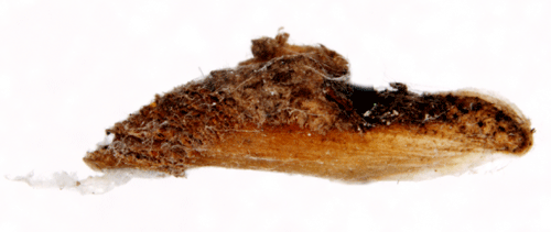 Vägtornssäckmal Coleophora violacea