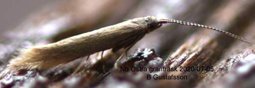Ljusbrun lingonsäckmal Coleophora vitisella