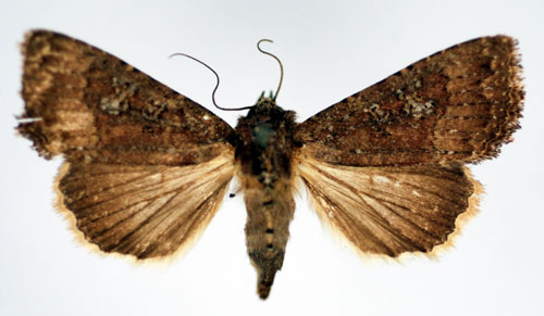 Skrefly Condica capensis