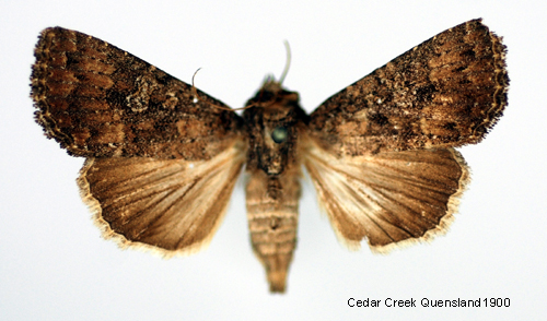 Skrefly Condica capensis