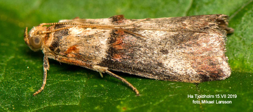 Bergeksbladmott Conobathra tumidana