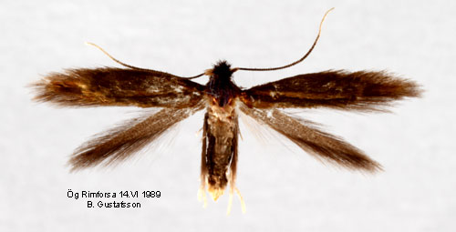 Nyponluggmal Coptotriche angusticollella