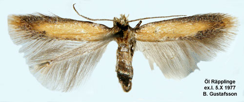 Brämluggmal Coptotriche marginea
