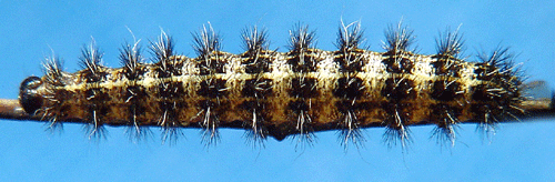 Punkthedspinnare Coscinia cribraria