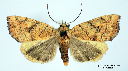 Ockragult rovfly Cosmia trapezina