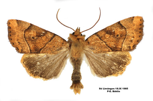 Ockragult rovfly Cosmia trapezina