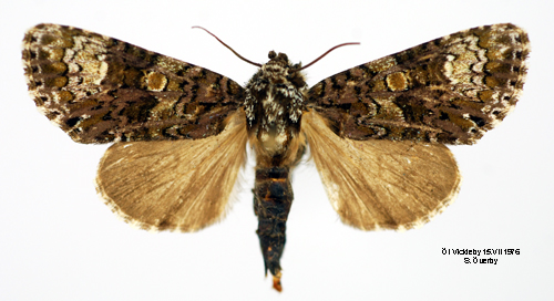 Ligusterfly Craniophora ligustri