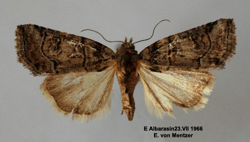 Gråbrunt lavfly Cryphia ravula