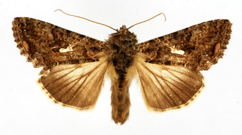 Brunvattrat metallfly Ctenoplusia limbirena